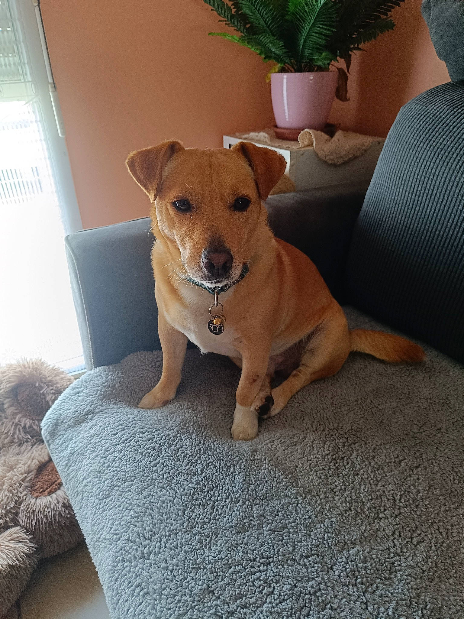 Réglisse participe au concours pour gagner de l'argent avec cette photo : carnivore, chair, collar, comfort, companion_dog, couch, dog, dog_breed, dog_collar, dog_supply, fawn, flowerpot, houseplant, pet_supply, plant, snout, tail, whiskers, wood, working_animal