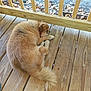 dog, sleeping, curled_up, fluffy, porch, wooden_floor, railing, outdoor, leaves, pet, resting, animal, brown_fur, canine, quiet, cozy, relaxing, nature, daylight, peaceful