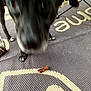 dog, black_dog, blur, close_up, mat, floor, treat, pet, animal, indoor, paw, snout, out_of_focus, texture, pattern, brown, white, indoor_lighting, canine, domestic_animal