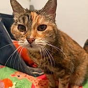 Xena participe au concours pour gagner de l'argent avec cette photo : cat, tabby_cat, whiskers, close_up, feline, pet, indoor, curious, animal, fur, ears, face, blurred_background, colorful_blanket, giraffe_pattern, sitting, domestic_cat, cute, mammal, portrait