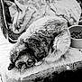 Xena participe au concours pour gagner de l'argent avec cette photo : cat, sleeping, curled_up, feline, blanket, cushion, food_bowl, kibble, resting, pet, fur, cozy, indoor, close_up, animal, monochrome, black_and_white, peaceful, soft_texture, quiet