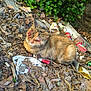Xena participe au concours pour gagner de l'argent avec cette photo : cat, injured, leaves, trash, litter, ivy, outdoor, nature, animal, brown_cat, ground, discarded_cups, discarded_cans, rock, environment, neglect, sad, wildlife, resting, messy