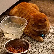 Mufasa is registered to the contest to win money with this photo: cat, orange_tabby, pet, food_bowl, water_bowl, carpet, indoor, animal, feline, collar, domestic_cat, resting, kibble, floor, cute, companion_animal, household, fur, mammal, relaxed