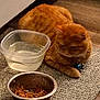 cat, orange_tabby, pet, food_bowl, water_bowl, carpet, indoor, animal, feline, collar, domestic_cat, resting, kibble, floor, cute, companion_animal, household, fur, mammal, relaxed