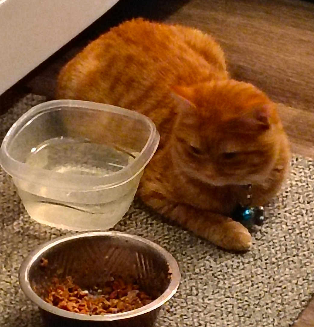 Mufasa is registered to the contest to win money with this photo: cat, orange_tabby, pet, food_bowl, water_bowl, carpet, indoor, animal, feline, collar, domestic_cat, resting, kibble, floor, cute, companion_animal, household, fur, mammal, relaxed