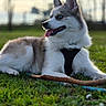 Snow participe au concours pour gagner de l'argent avec cette photo : dog, husky, blue_eyes, grass, outdoor, animal, pet, tongue_out, stick, nature, canine, mammal, fur, collar, leisure, lying_down, daylight, playful, cute, portrait