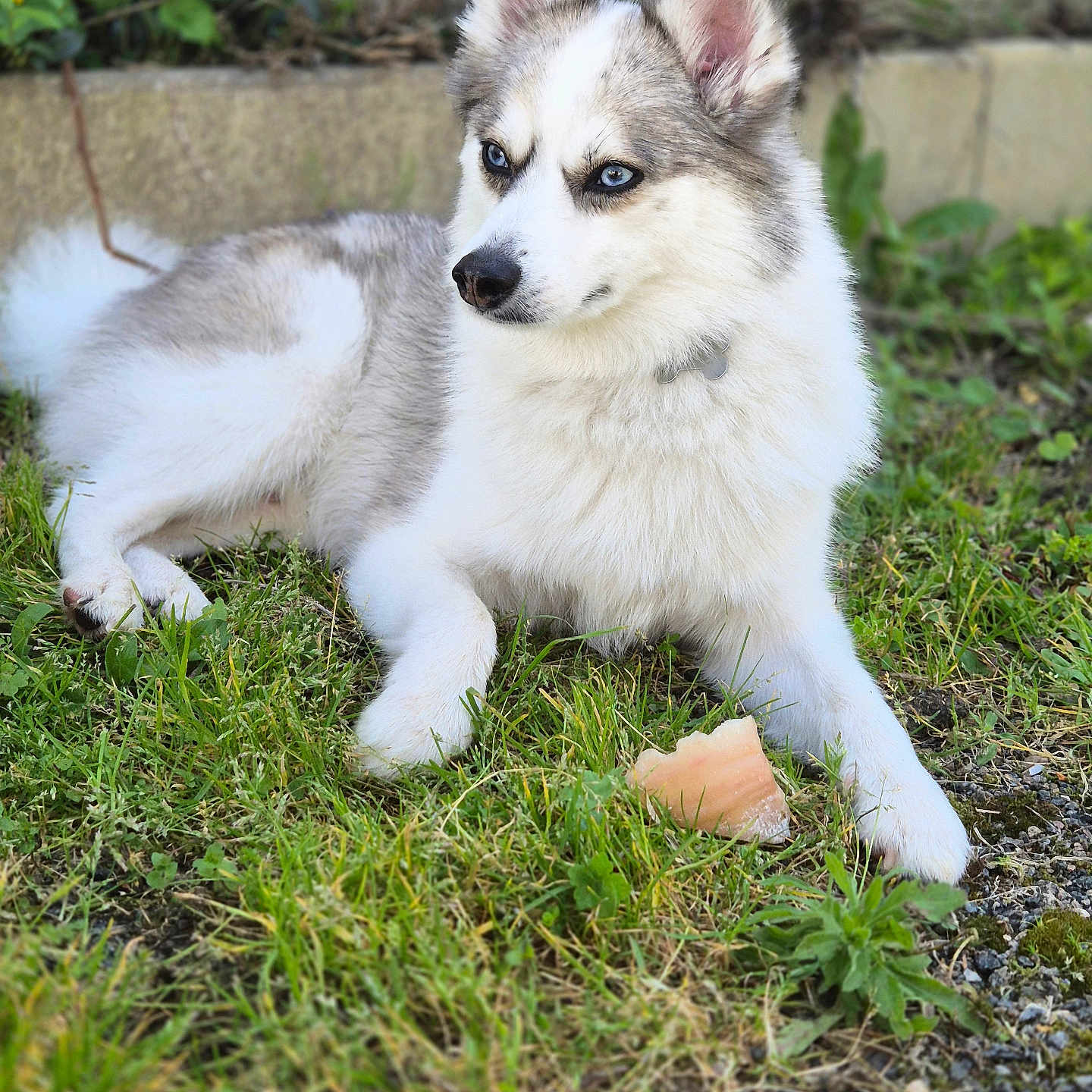 Snow a rejoint le concours — aidez-le/la à gagner de superbes lots ! dog, animal, outdoor, grass, pet, fluffy, blue_eyes, fur, nature, canine, resting, collar, chew_toy, greenery, garden, side_view, young_dog, alert, small_dog, domestic_animal