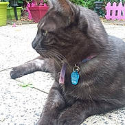 Mystic a rejoint le concours — aidez-le/la à gagner de superbes lots ! black_cat, carnivore, cat, chartreux, domestic_short_haired_cat, fawn, felidae, korat, mammal, nebelung, russian_blue, small_to_medium_sized_cats, whiskers