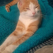 Nougat participe au concours pour gagner de l'argent avec cette photo : cat, orange_cat, white_cat, pet, feline, stretching, relaxed, cozy, blanket, blue_blanket, fur, whiskers, indoor, sleepy, cute, animal, paw, tail, resting, soft_texture