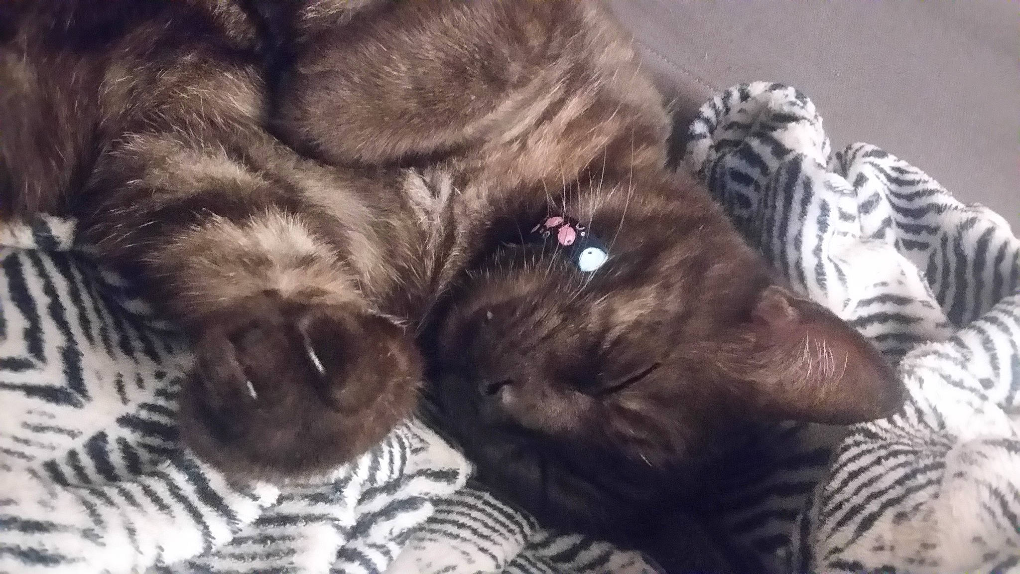 Mystic a rejoint le concours — aidez-le/la à gagner de superbes lots ! bed, black_cat, carnivore, cat, claw, comfort, companion_dog, dog_breed, domestic_short_haired_cat, fawn, felidae, fur, liver, paw, small_to_medium_sized_cats, tail, terrestrial_animal, whiskers, working_animal, wrinkle