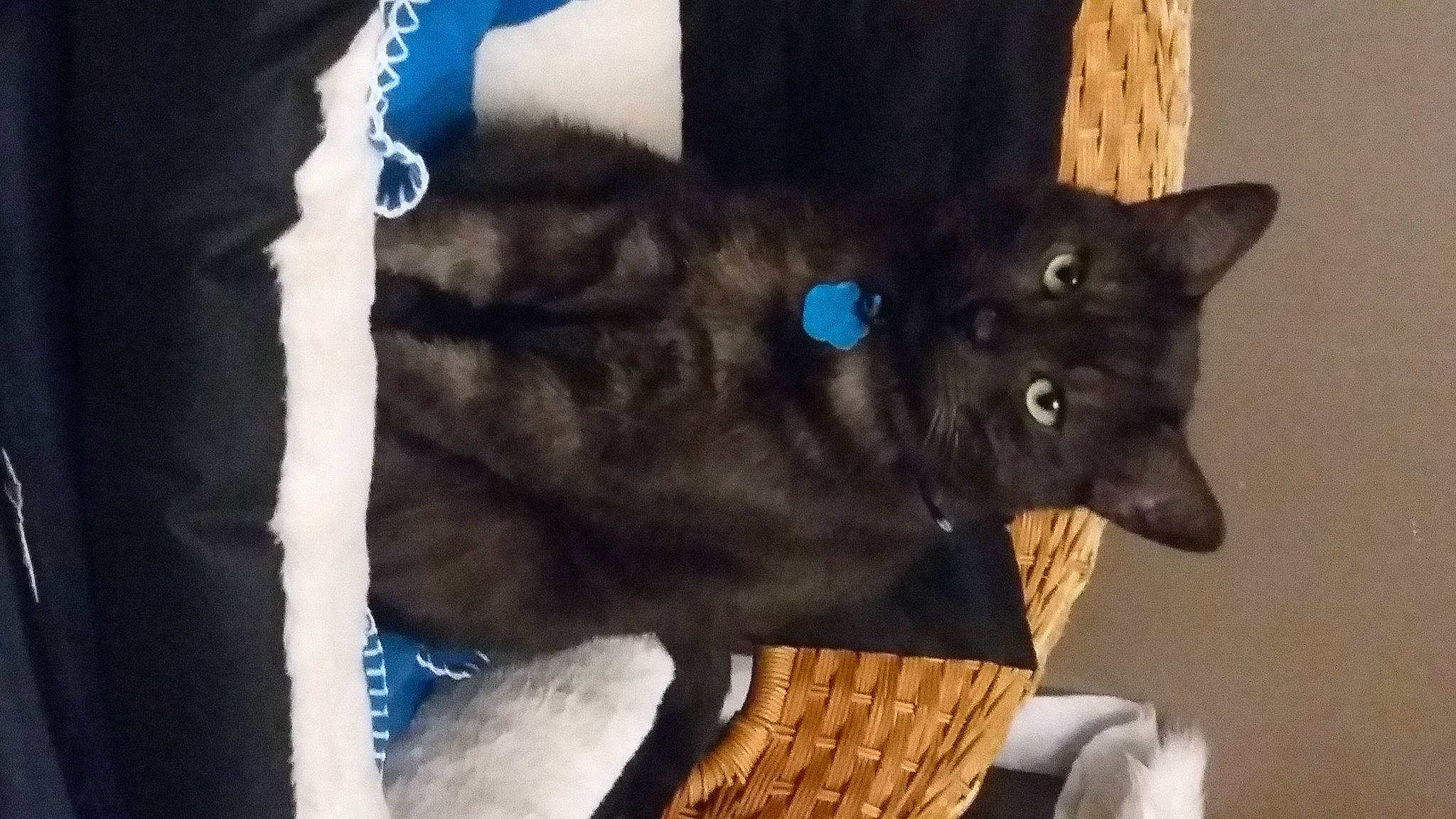 Mystic participe au concours pour gagner de l'argent avec cette photo : black_cat, blue, bombay, canidae, carnivore, cat, claw, dog_breed, domestic_short_haired_cat, ear, electric_blue, fawn, felidae, fur, gesture, plant, small_to_medium_sized_cats, snout, tail, whiskers