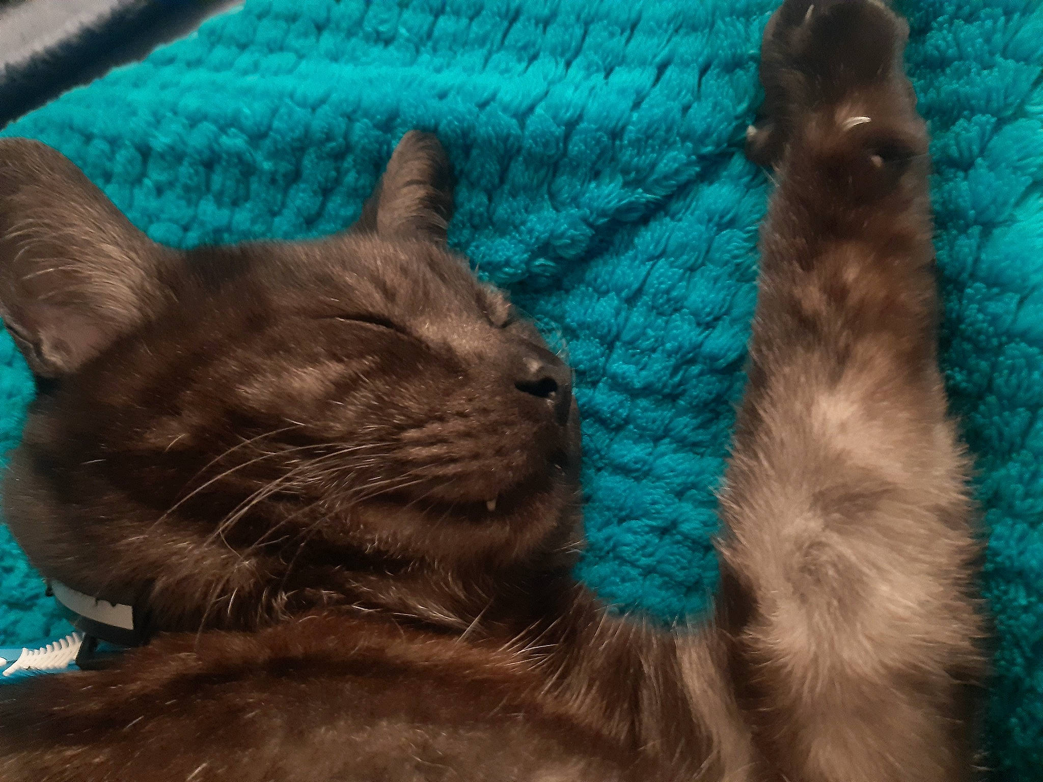 Mystic participe au concours pour gagner de l'argent avec cette photo : black_cat, blue, bombay, carnivore, cat, comfort, domestic_short_haired_cat, electric_blue, fawn, felidae, fur, gesture, mammal, plant, small_to_medium_sized_cats, snout, tail, textile, vertebrate, whiskers