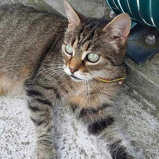 Tosca