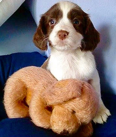 Molly joined the competition — help win amazing prizes! ancient_dog_breeds, bored, canidae, carnivore, companion_dog, dog, dog_breed, door, fur, hunting_dog, liver, pet_supply, snout, sporting_group, terrestrial_animal, toy, working_animal