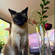 Lowkey is registered to the contest to win money with this photo: animal, cat, decor, domestic, dried_flowers, flower_vase, furniture, glass_vase, houseplant, indoor, living_room, pet, plant, red_rose, sentimental, siamese_cat, table, television, text_overlay, window