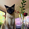 cat, siamese_cat, flower_vase, red_rose, dried_flowers, glass_vase, indoor, television, window, plant, table, furniture, pet, animal, domestic, living_room, text_overlay, sentimental, houseplant, decor
