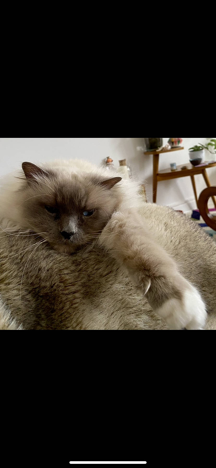 Jaguar a rejoint le concours — aidez-le/la à gagner de superbes lots ! birman, british_longhair, carnivore, cat, chair, claw, comfort, fawn, felidae, fur, paw, ragdoll, small_to_medium_sized_cats, snout, tail, terrestrial_animal, whiskers, window