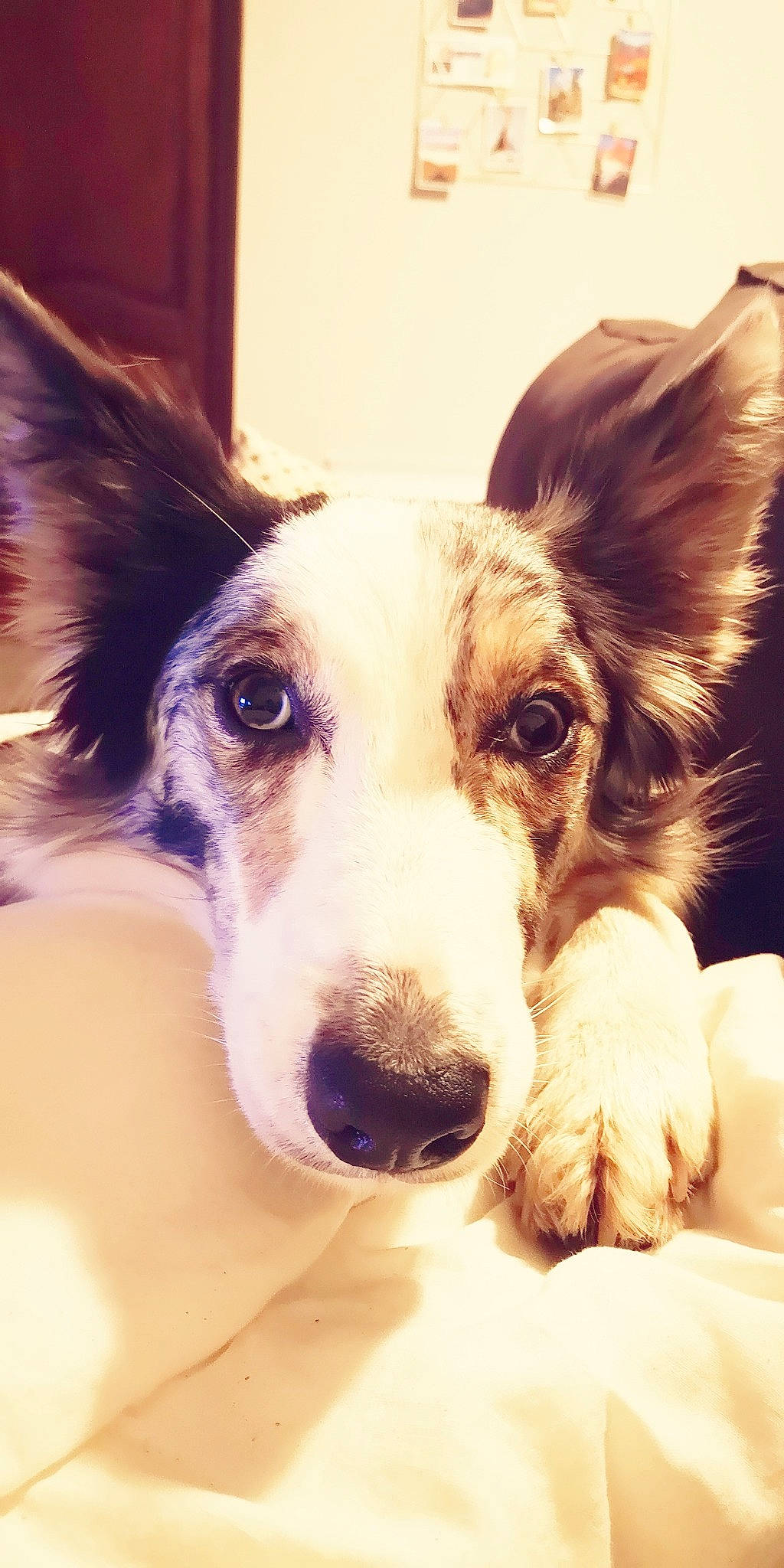 Olie participe au concours pour gagner de l'argent avec cette photo : canidae, carnivore, collar, companion_dog, dog, dog_breed, dog_collar, ear, fur, happy, herding_dog, paw, puppy, snout, sporting_group, terrestrial_animal, vertebrate, whiskers, working_animal, working_dog