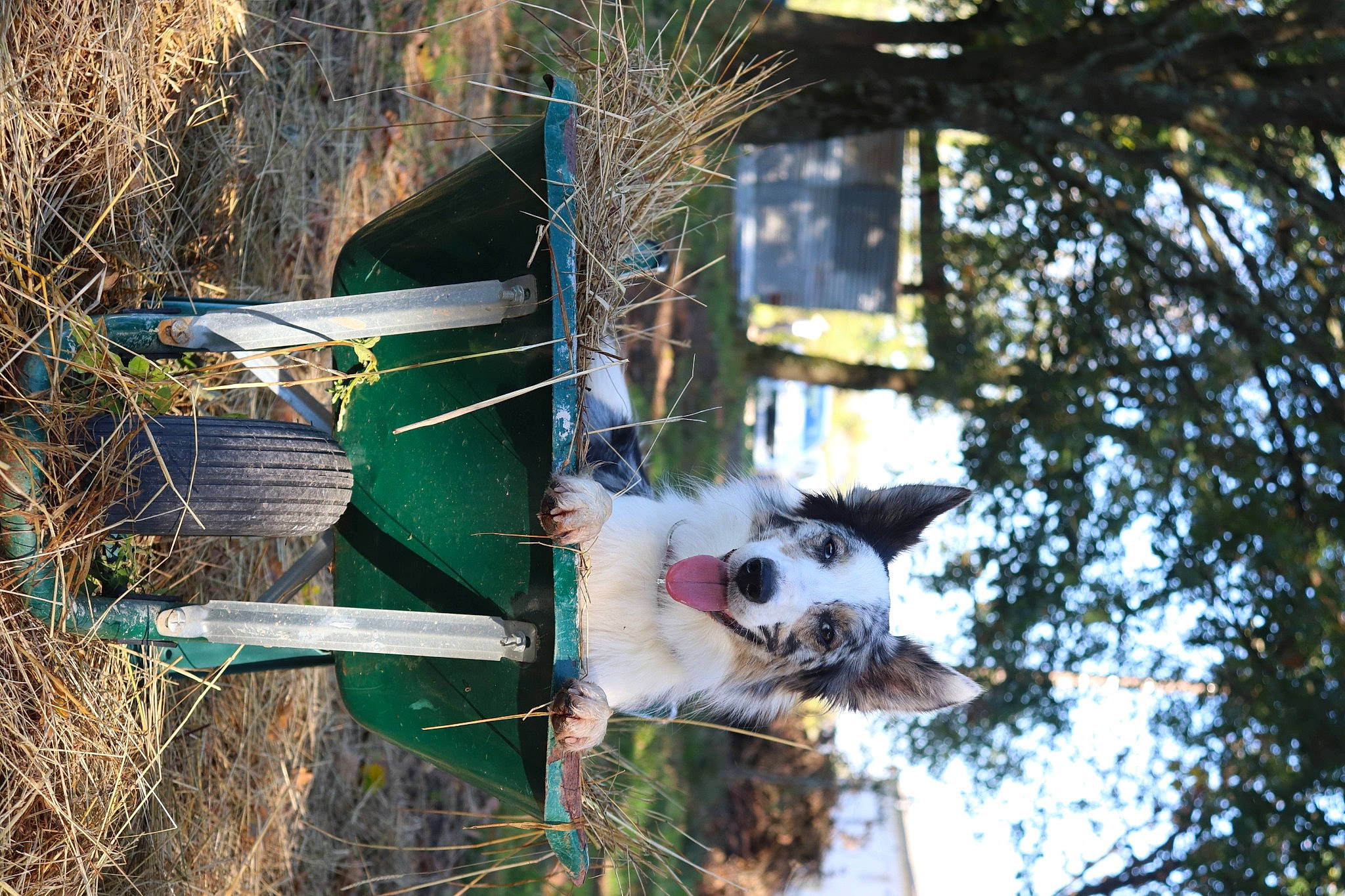 Olie a rejoint le concours — aidez-le/la à gagner de superbes lots ! branch, canidae, carnivore, dog, dog_breed, fawn, fur, grass, jungle, mesh, plant, sporting_group, terrestrial_animal, tree, trunk, twig, wildlife, window, winter, wood