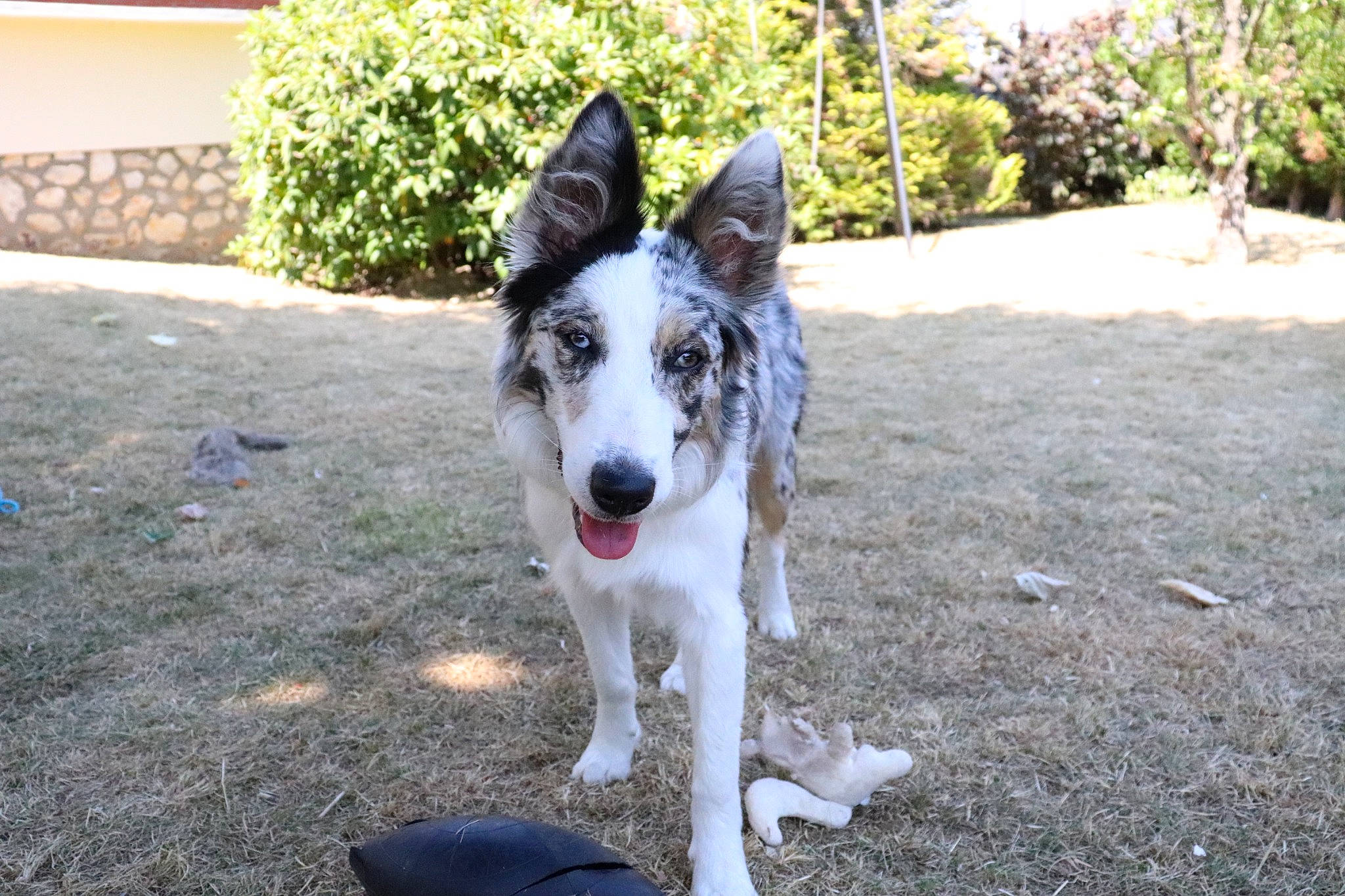 Olie a rejoint le concours — aidez-le/la à gagner de superbes lots ! australian_cattle_dog, canidae, carnivore, collar, companion_dog, dog, dog_breed, grass, herding_dog, koolie, non_sporting_group, personal_protective_equipment, plant, snout, sporting_group, tail, tree, working_animal, working_dog