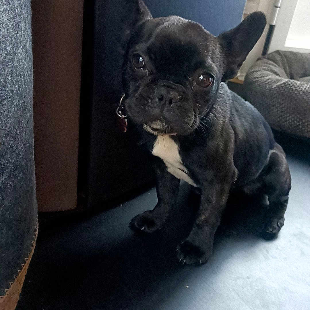 Freya a rejoint le concours — aidez-le/la à gagner de superbes lots ! animal, black_dog, canine, closeup, collar, curious, cute, dog, ears, floor, french_bulldog, furniture, household, indoor, looking, pet, pet_bed, puppy, sitting, young