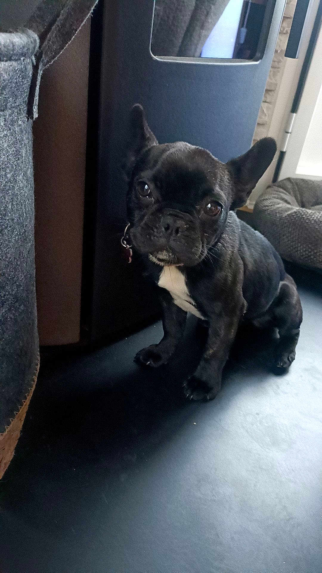 Freya a rejoint le concours — aidez-le/la à gagner de superbes lots ! dog, puppy, french_bulldog, black_dog, pet, indoor, floor, pet_bed, curious, sitting, animal, canine, young, ears, collar, household, furniture, cute, looking, closeup