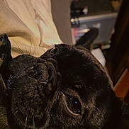 Freya a rejoint le concours — aidez-le/la à gagner de superbes lots ! dog, black_dog, pug, pet, close_up, lying_down, bed, fabric, indoor, animal, mammal, face, whiskers, eye, fur, portrait, cute, companion, relaxed, domestic