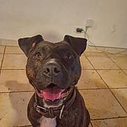 Tiana participe au concours pour gagner de l'argent avec cette photo : dog, pet, smiling, indoor, floor, tile, brown_coat, collar, happy, canine, animal, ears, tongue, mouth_open, looking_up, domestic, cute, friendly, companion, house