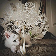 Snowball is registered to the contest to win money with this photo: animal, black_spots, carpet, cat, closeup, cozy, curious, cute, feline, floor, indoor, kitten, lace, pet, playing, small, soft_light, umbrella, white, young