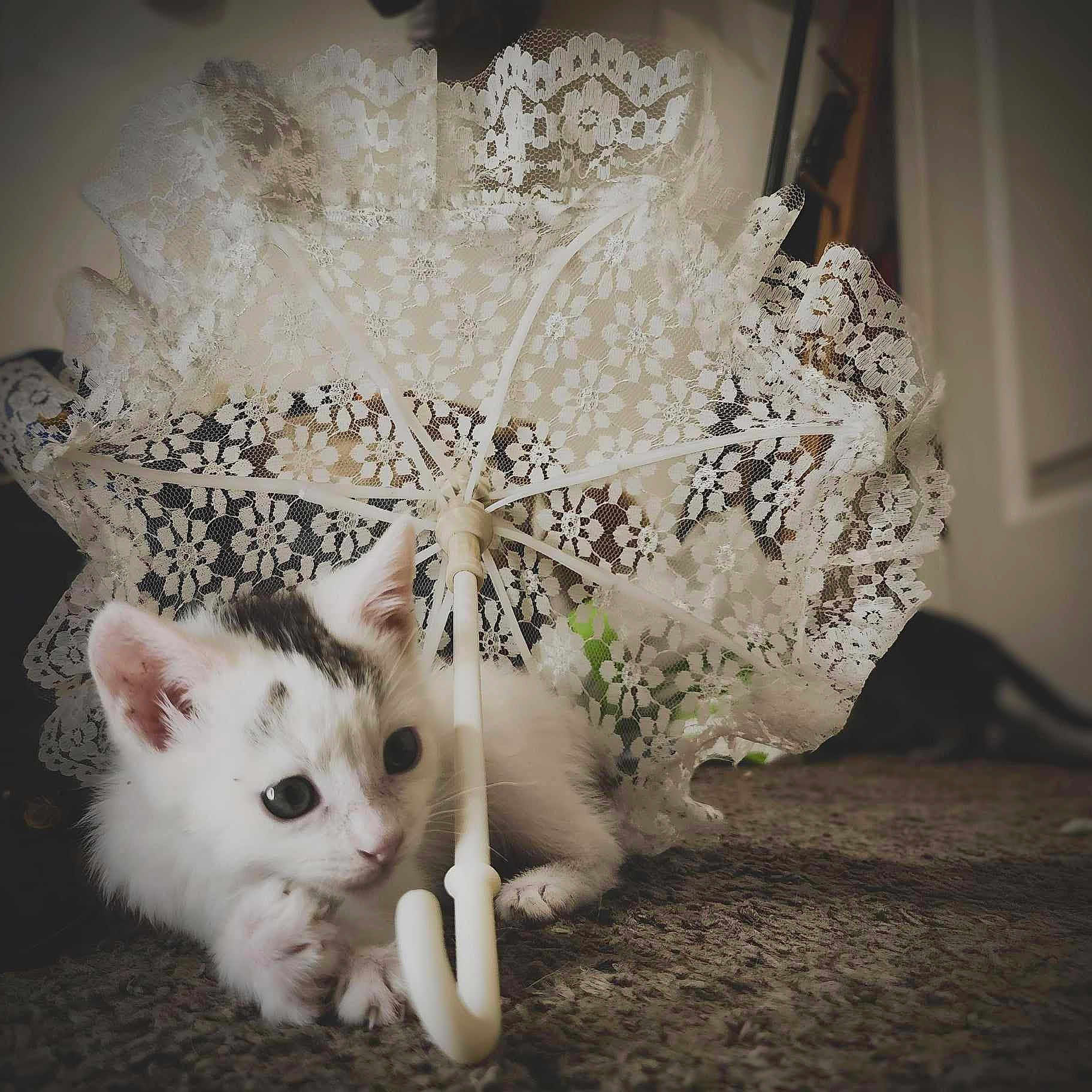 Snowball is registered to the contest to win money with this photo: animal, black_spots, carpet, cat, closeup, cozy, curious, cute, feline, floor, indoor, kitten, lace, pet, playing, small, soft_light, umbrella, white, young