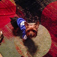 Tiny joined the competition — help win amazing prizes! australian_silky_terrier, australian_terrier, carnivoran, dog, dog_breed, dog_like_mammal, mammal, puppy, small_terrier, terrier, toy_dog, vertebrate, yorkshire_terrier