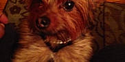 Tiny joined the competition — help win amazing prizes! australian_silky_terrier, australian_terrier, cairn_terrier, carnivoran, companion_dog, dog, dog_breed, dog_breed_group, dog_like_mammal, morkie, norfolk_terrier, norwich_terrier, puppy, small_terrier, snout, terrier, toy_dog, vulnerable_native_breeds, yorkshire_terrier