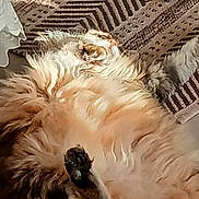 Tigri participe au concours pour gagner de l'argent avec cette photo : cat, fluffy, resting, paw, blanket, pattern, sunlight, indoor, cozy, relaxation, fur, pet, animal, sleeping, comfort, soft, closeup, warm, home, cute