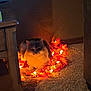cat, autumn_leaves, fairy_lights, carpet, wooden_table, indoor, cozy, pet, orange_light, furniture, corner, warm_light, fluffy, animal, relaxing, home, decor, soft_texture, night, resting