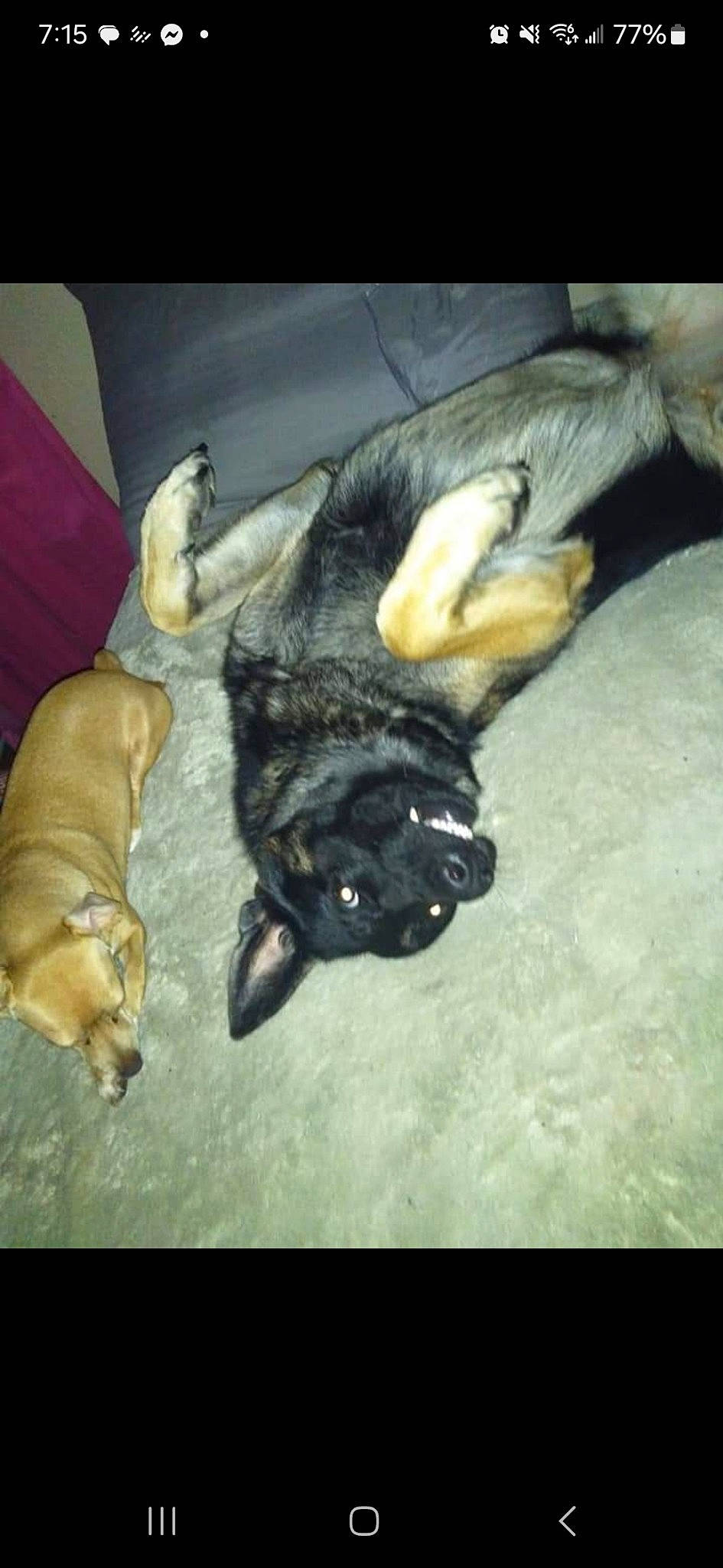 Ares is registered to the contest to win money with this photo: carnivore, claw, comfort, companion_dog, dog, dog_breed, fawn, felidae, fur, guard_dog, liver, paw, small_to_medium_sized_cats, snout, sporting_group, tail, toy_dog, vertebrate, whiskers, working_animal