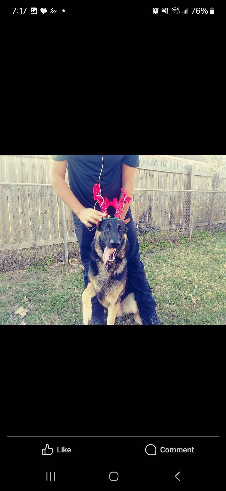 Ares joined the competition — help win amazing prizes! carnivore, companion_dog, cool, dog, dog_breed, electric_blue, felidae, fence, font, fur, grass, happy, magenta, photo_caption, small_to_medium_sized_cats, square, t_shirt, tail, tints_and_shades, toy_dog