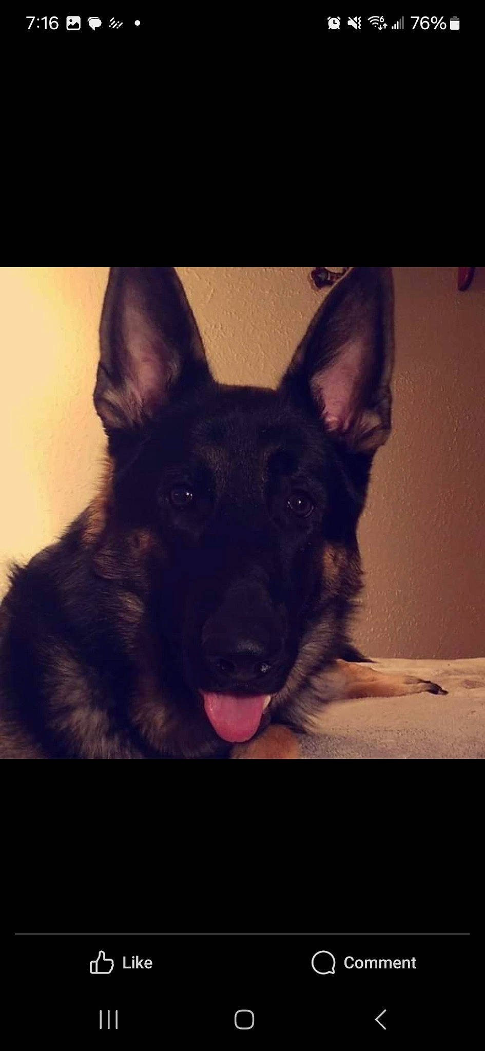 Ares is registered to the contest to win money with this photo: carnivore, companion_dog, darkness, dog, dog_breed, ear, east_european_shepherd, electric_blue, fur, german_shepherd_dog, guard_dog, jaw, king_shepherd, night, snout, sporting_group, square, symmetry, whiskers, working_dog