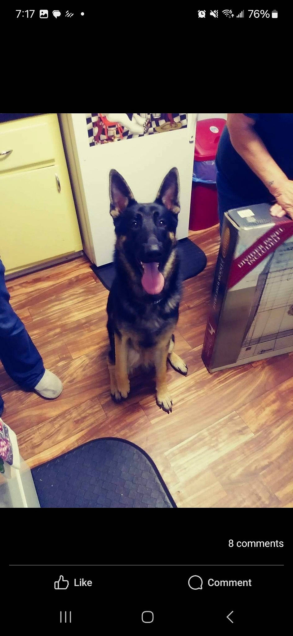 Ares joined the competition — help win amazing prizes! canidae, carmine, carnivore, chair, companion_dog, dog, dog_breed, dog_collar, door, electric_blue, fawn, flooring, fur, hardwood, metal, sitting, snapshot, snout, sporting_group, square