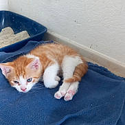 Uko participe au concours pour gagner de l'argent avec cette photo : abyssinian, animal, bed, bedroom, blanket, cat, electricaldevice, electricaloutlet, furniture, homedecor, indoors, kitten, laundry, manx, person, pet, quilt, room, sleeping, towel