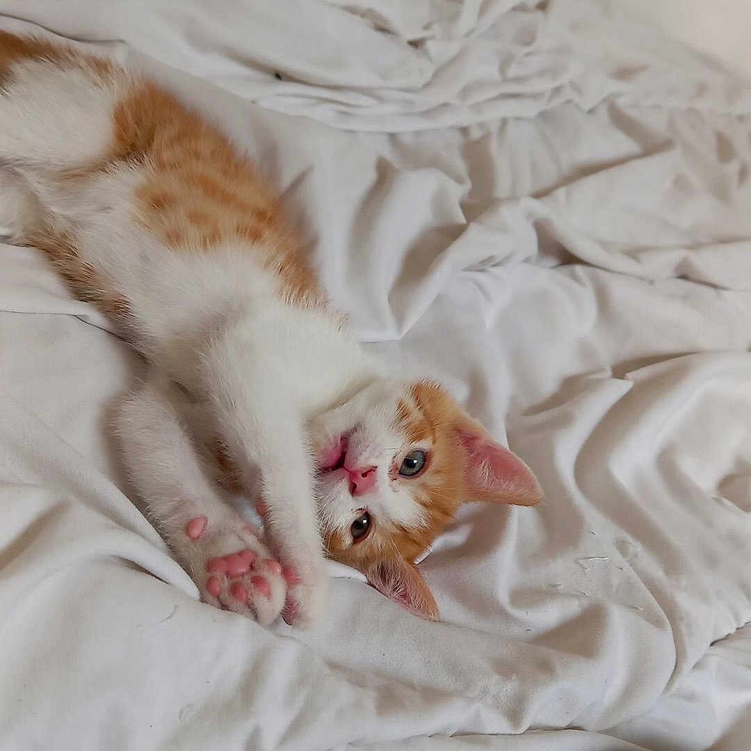 Uko a rejoint le concours — aidez-le/la à gagner de superbes lots ! abyssinian, animal, bed, bedroom, blanket, cat, cushion, face, furniture, head, homedecor, indoors, kitten, manx, person, pet, quilt, room, sleeping, white