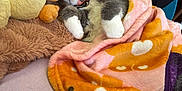 Tiny Cat joined the competition — help win amazing prizes! animal, blanket, cat, collar, comfort, cozy, cuddle, cute, feline, fur, home, indoor, paws, pet, plush_toy, relaxing, resting, sleeping, soft, warm