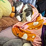 animal, blanket, cat, collar, comfort, cozy, cuddle, cute, feline, fur, home, indoor, paws, pet, plush_toy, relaxing, resting, sleeping, soft, warm