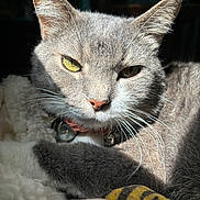 Tiny Cat joined the competition — help win amazing prizes! animal, blanket, cat, close_up, collar, cozy, cute, domestic_animal, feline, fur, grey_cat, indoor, paw, pet, portrait, relaxed, resting, sleepy, sunlight, whiskers