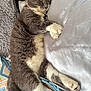 animal, bed, blanket, cat, comfort, cozy, crocheted_blanket, cute, domestic_cat, feline, fur, gray_cat, indoor, pet, pillow, relaxed, resting, sleeping, whiskers, white_paws