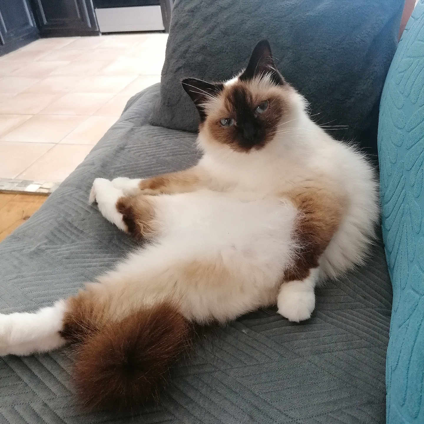 Mouky a rejoint le concours — aidez-le/la à gagner de superbes lots ! abyssinian, animal, architecture, armchair, building, cat, chair, couch, cushion, furniture, hardwood, homedecor, indoors, kitten, livingroom, manx, pet, room, siamese, wood