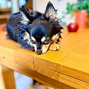 Ulk a rejoint le concours — aidez-le/la à gagner de superbes lots ! dog, chihuahua, pet, animal, table, wood, indoor, fur, ears, cute, small, brown, black, face, laying_down, closeup, blurred_background, domestic, expression, resting