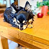 dog, chihuahua, pet, animal, table, wood, indoor, fur, ears, cute, small, brown, black, face, laying_down, closeup, blurred_background, domestic, expression, resting