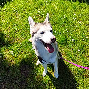 Ultia a rejoint le concours — aidez-le/la à gagner de superbes lots ! animal, blue_eyes, canine, cute, daylight, dog, flowers, grass, greenery, happy, husky, leash, nature, outdoor, pet, playful, sitting, summer, sunlight, tongue_out