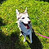 animal, blue_eyes, canine, cute, daylight, dog, flowers, grass, greenery, happy, husky, leash, nature, outdoor, pet, playful, sitting, summer, sunlight, tongue_out