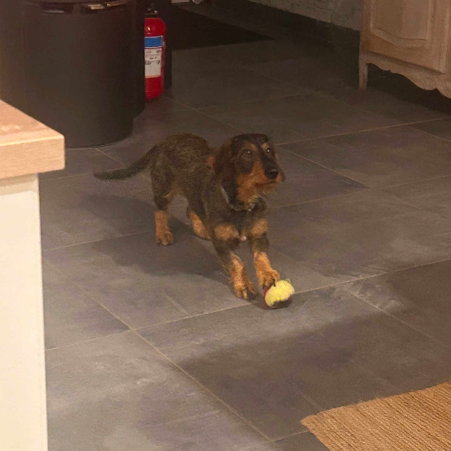 Bobby participe au concours pour gagner de l'argent avec cette photo : animal, brown_dog, cabinet, cozy, curious, dog, fire_extinguisher, fireplace, floor, furniture, home, indoor, pet, playing, rustic, small_dog, stretching, tile_floor, toy, warm_light
